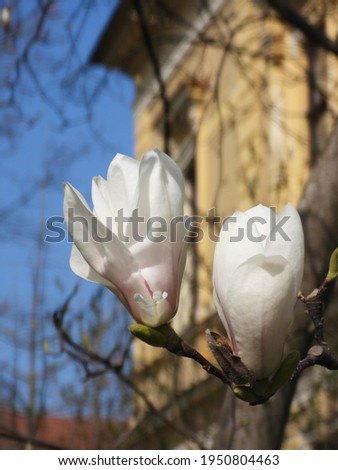 white blossom of magnolia in front of blue sky