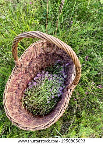 Thymus vulgaris known as common Thyme. A basket full of flowering thyme. Collecting herbs.
