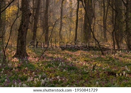Beautiful wild flowers carpet in the forest in morning warm light