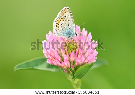 Butterfly is resting on the purple clover flower