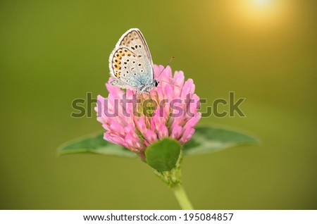 Butterfly is resting on the purple clover flower at sunset