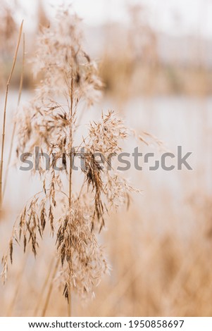 Dry beige flowers pampas outdoors