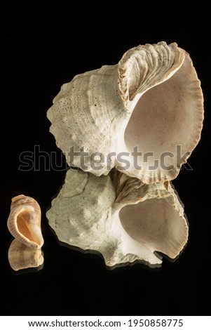 Tropical sea shell on black background close-up studio