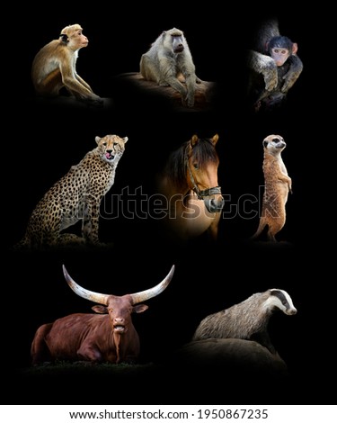 Set of eight wildlife animal isolated on black background