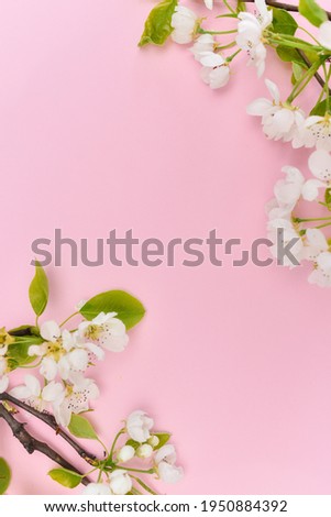 Spring and summer background with flower and pastel pink, light blue, and blue background. Ideal for a post or story.