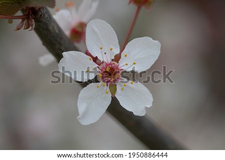 Plum tree blossoming at spring season