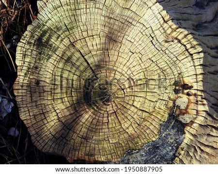 Close up of old tree trunk showing the circular annual growth rings on Seapoint beach in Termonfeckin, County Louth, Ireland. Royalty-Free Stock Photo #1950887905