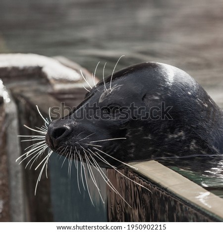 Close up of the Head of a Sea Lion out of Water