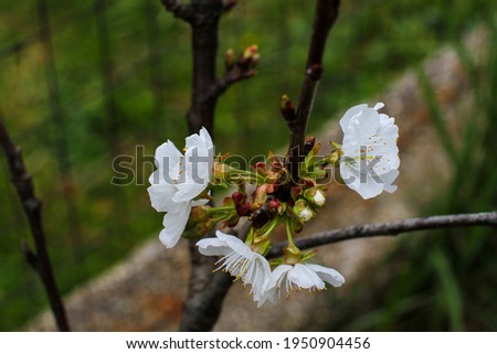 Twig with small white flowers on a green background.