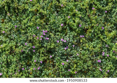 Wall of green and purple violet flowers