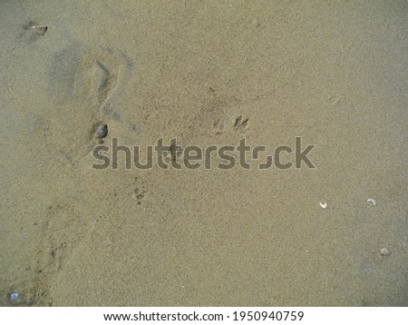 animal tracks. bird tracks. tracking animals in Canadian beach sand. Beach prints. Ontario beach sand. wild life. wildlife in Ontario. Lake Erie Ontario. up close photo of animal track in sand.
