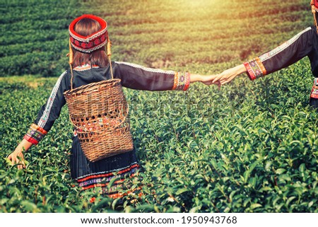 Two women walking hand in hand at the green tea plantation. One girl carry a woven wicker baskets. They are wearing a traditional costume, friendship, girl relationship.