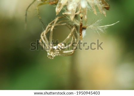 A molt of long leg spider on web in nature