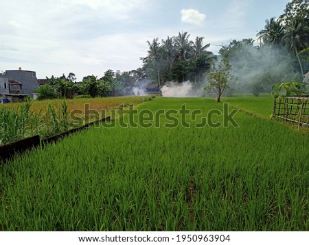 Young rice plants in a stretch of rice fields