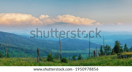 View of a meadow with lush grass and flowers and bare trees high on a mountain pass among stones and sunset clouds in the sky Mountain Altai Seminsky