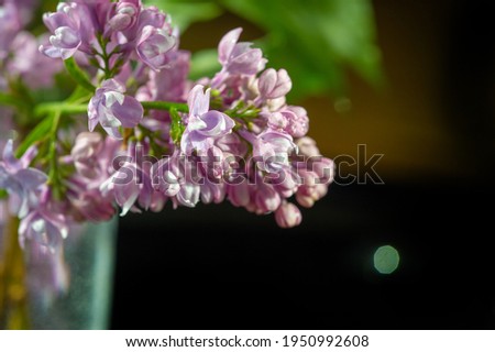 Spring photography, lilac flowers. Syringa vulgaris (common lilac). Oleaceae. Native to the Balkan Peninsula, where it grows on rocky hills.