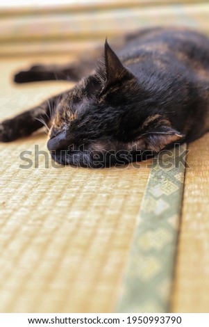 Tortoiseshell cat relaxing on tatami mats