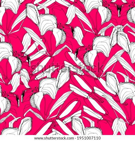 Lily, white lily pattern. Big beautiful flower. manual graphics. coloring book for children and adults, botany, plant element for textile decor and wallpaper, scrapbooking. isolated stock art