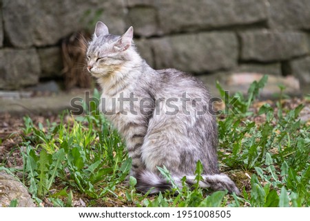 A beautiful fluffy gray cat sits on spring lawn in the sunset light. Stray cat gray color on the background of fresh and dry grass. Homeless animals.