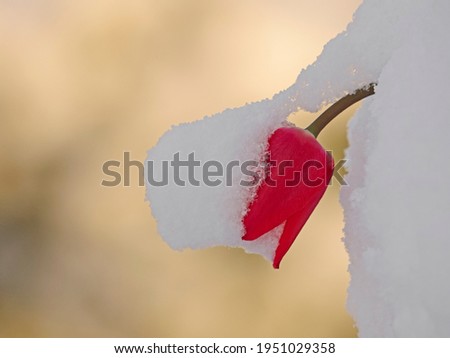 Snow-covered red tulip in spring