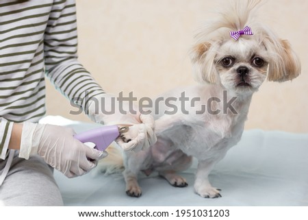 The owner cuts the nails of a dog of the Shi tzu breed with nippers. Animal care. Hygiene. Isolated. Close-up Place for an inscription.