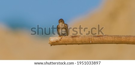Northern Rough-winged Swallow (Stelgidopteryx serripennis) close-up profile view, perched on horizontal branch, displaying brown feather plumage with blur sand background and blue sky, looking at cam