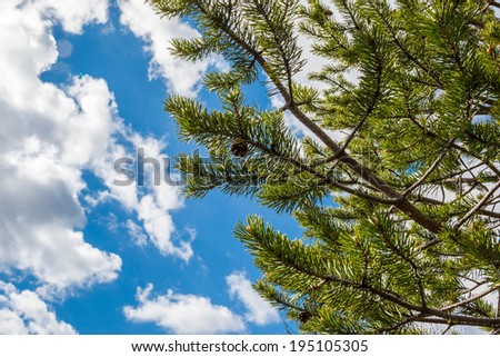 pine cone on a branch Royalty-Free Stock Photo #195105305