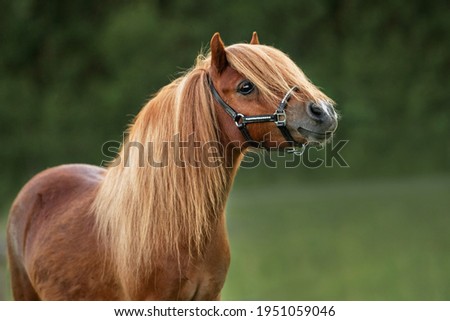 Portrait of beautiful miniature shetland breed pony in summer Royalty-Free Stock Photo #1951059046