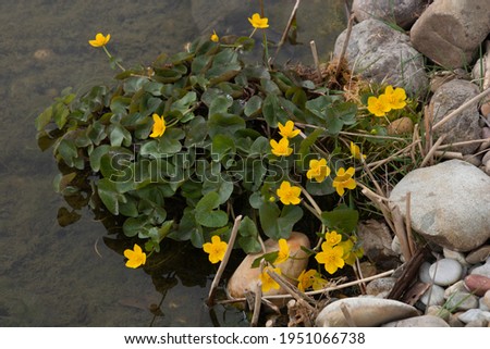 Caltha palustris or kingcup flowers blossoming in springtime in germany