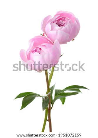 Two light pink Peonies isolated on white background.