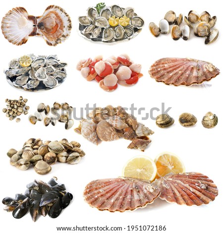 many shellfish in front of white background