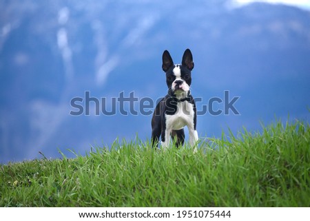 boston terrier puppy mountain grass