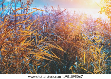 The reeds of Phragmites australis on the shore of the lake on an autumn sunny day