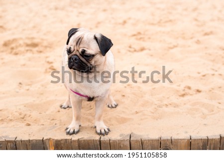 Pug dog portrait on nature background. Dog sitting on beach feeling fun vacations on the beach, vacations Concept