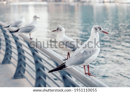 Seagulls sit on the parapet of the embankment in the Dubai Marina area. Picture creates a vintage sea atmosphere