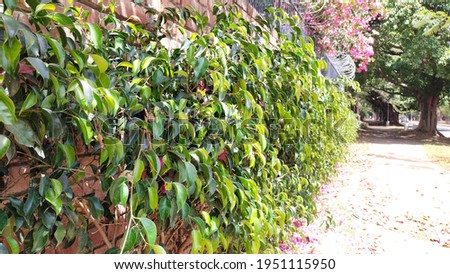 A beautiful picture of weeping fig plants green leaves
