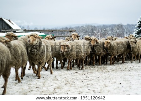 Shot of a herd of sheeps in a sheepfold during winter  Royalty-Free Stock Photo #1951120642