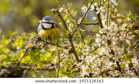The Eurasian blue tit (Cyanistes caeruleus) is a small yellow, white and blue bird from Europe. Bird in a hawthorn hedge in early spring. White flowers and young green leaves. Wild fauna of France Royalty-Free Stock Photo #1951126162
