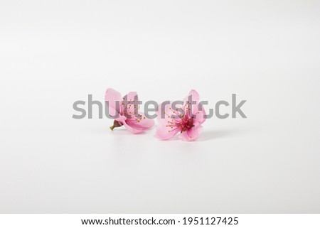 pink cherry blossom flowers isolated on white background Royalty-Free Stock Photo #1951127425