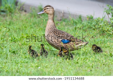 A female mallard duck and five ducklings in the grass at Woy Woy, NSW, Australia.