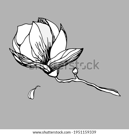 branch with magnolia flowers with leaves