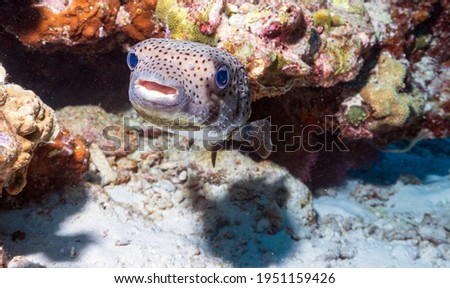 Porcupine fish on the coral reef of Phi Phi island, Thailand