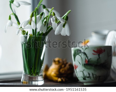 Beautiful white Snowdrops Galanthus flowers bouquet in glass vase close-up light background. Cozy home morning tea ceremony. Floral wallpaper Blooming plants with shadow on window.Spring greeting card