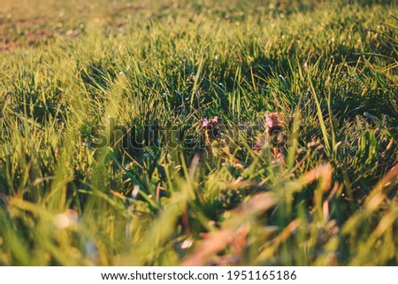 Spring grass illuminated by sunlight