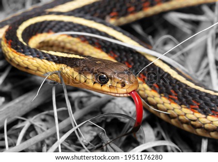 San Francisco Garter Snake Thamnophis sirtalis tetrataenia blur background