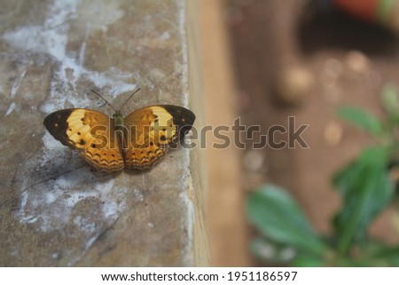 Close up of Rustic (Cupha erymanthis) butterfly perching on floor