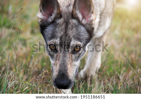 Close up (portrait with sun) picture of hybrid of czechoslovakian wolfdog from a shelter. Walk with dog in the nature. Female dog. Summer, autumn time. 