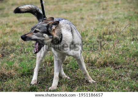Picture of hybrid of czechoslovakian wolfdog from a shelter. Walk with dog in the nature. Female dog. Summer, autumn time. 