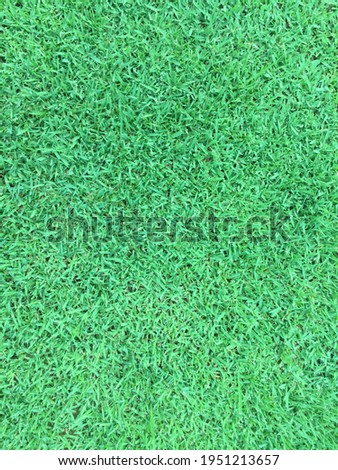 Green grass for golf sport up close Grass pictures for background
