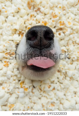 Dog in popcorn. Nose of Australian Shepherd dog amidst popcorn - close-up.